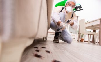 Cockroach Control Solutions for a Healthier Environment