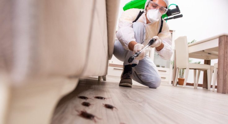 Cockroach Control Solutions for a Healthier Environment
